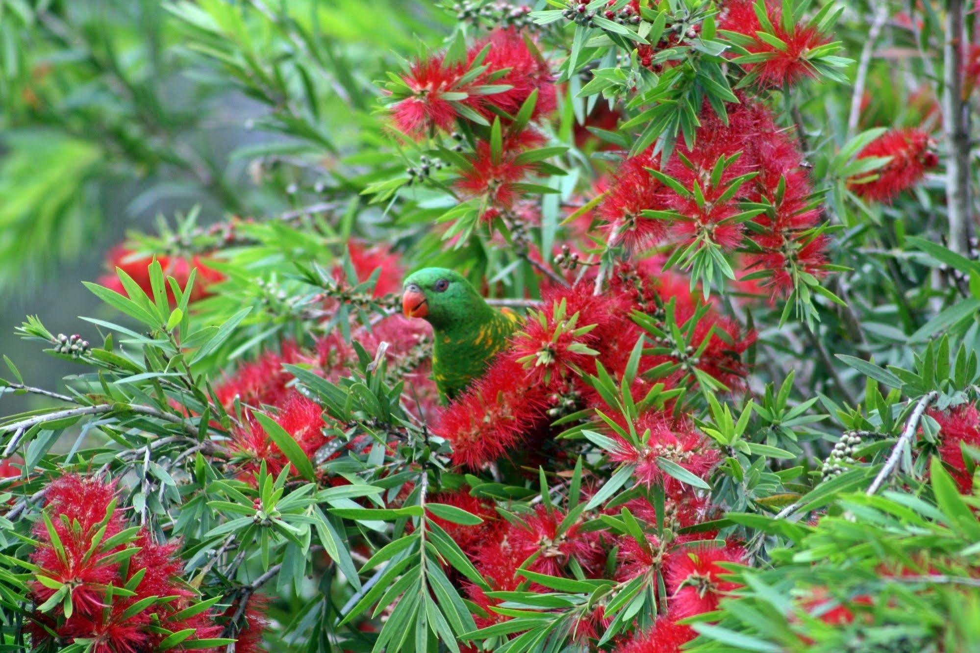 Bottlebrush B & B Maryborough Exterior photo