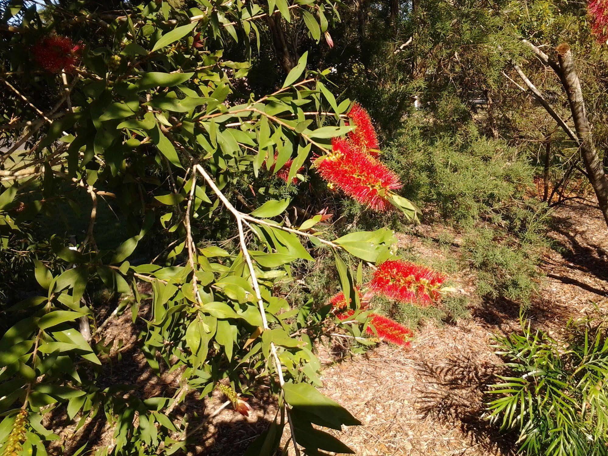 Bottlebrush B & B Maryborough Exterior photo