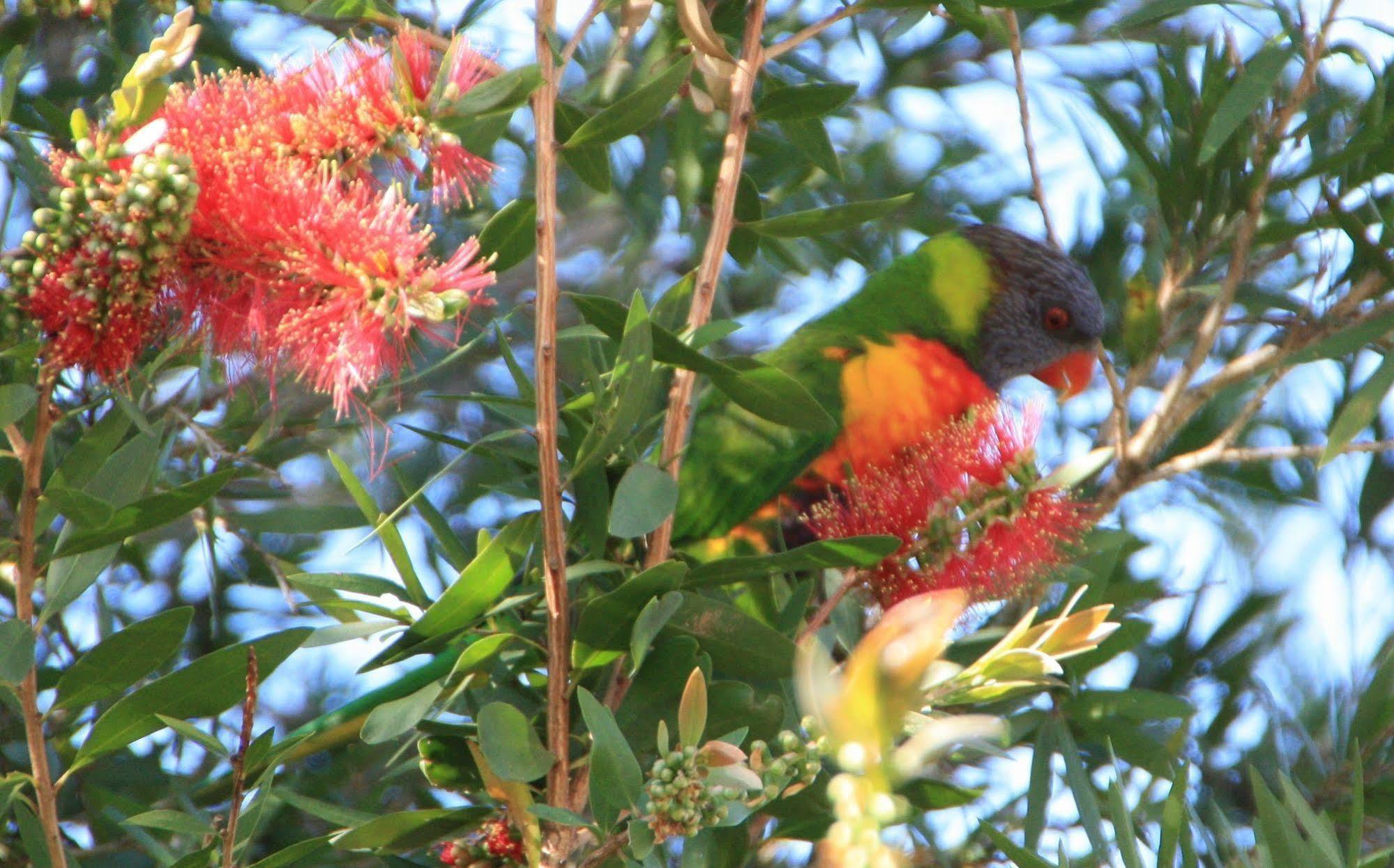 Bottlebrush B & B Maryborough Exterior photo